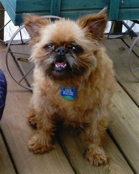 What Breed Of Dog Looks Like An Ewok