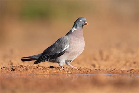 Premium Photo | Common wood pigeon photographed at dawn