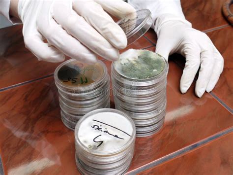 petri dishes stock image image  sample dishes study