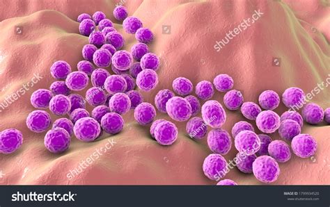 Staphylococcus Epidermis Epidermidi