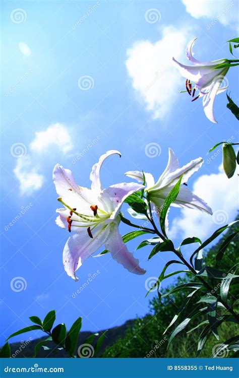 Lily under shiny sun stock image. Image of white, lily - 8558355