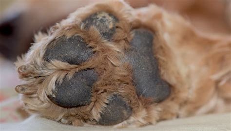 how to treat hyperkeratosis in dogs