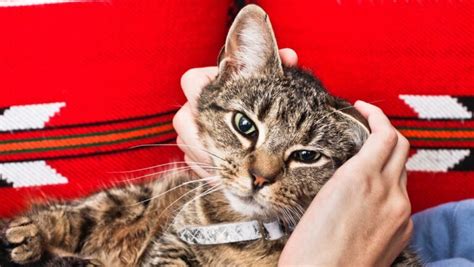 affectionate cat breeds ultimate list  ultimate cuddlers
