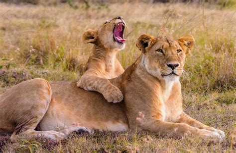 Fly In Safari Kenya | Book Our Flying Safari Tour Packages