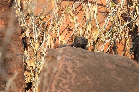 KZN BIRDS – BirdLife eThekwini KZN