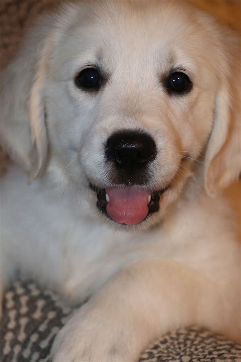 Female Golden Retriever For Breeding - Plabor