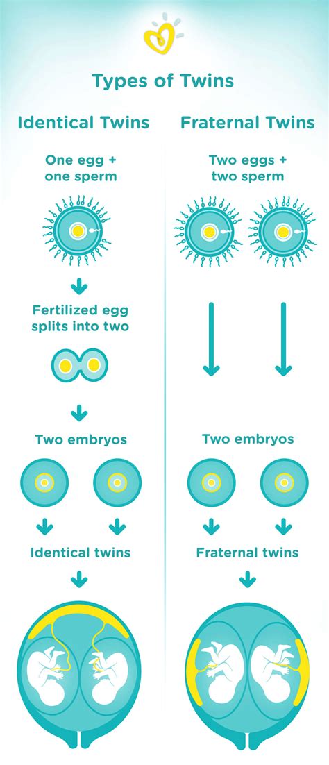 FAQ: Twin Pregnancy