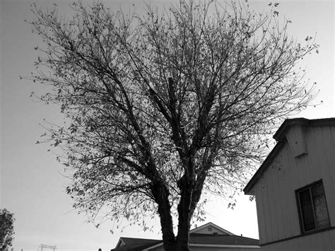 glance  photo  freeimages