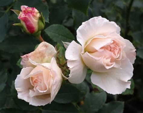 Роза Космос: фото, описание, характеристики