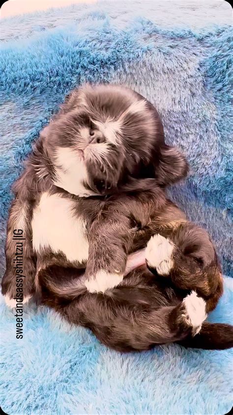 Sweet and Sassy Shih tzu | Shih tzu & Imperial Shih tzu Puppies (@sweetandsassyshihtzu