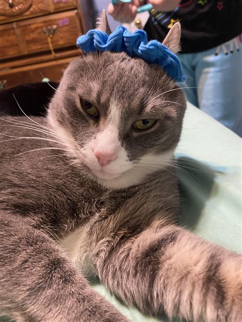 Scrunchy Face Cat
