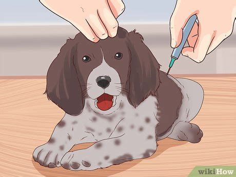 how to prevent hookworms in dogs