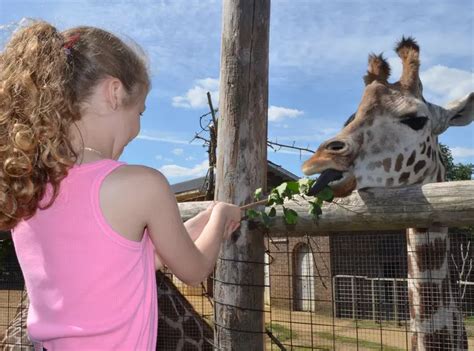 Lodges - Frequently Asked Questions | London Zoo