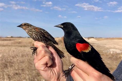 two birds perched on the palm of someone's hand in a dry grass field