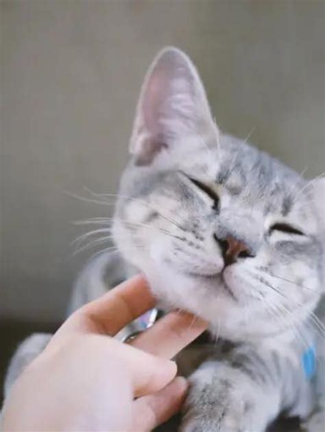 4 Cat Collar Best Practices Story - The Discerning Cat