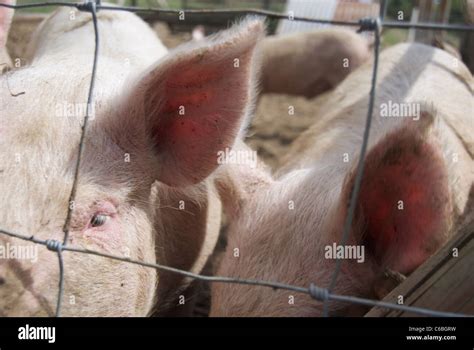 Pigs in a pen Stock Photo - Alamy