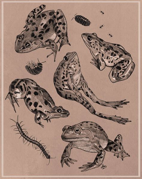 Frog study and practice by ratsandfrogs on DeviantArt