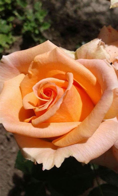 Pin by Ольга Хах on Розы | Beautiful roses, Beautiful flowers, Types of ...