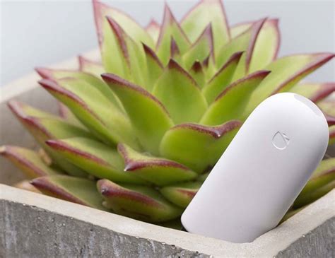 Xiaomi Flower Monitor — Xiaomi-note.ru
