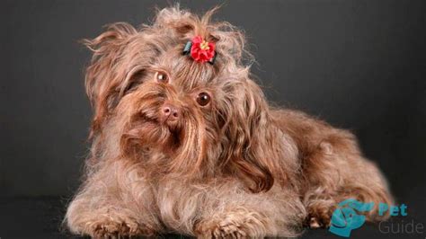 Русская цветная болонка🐶 — описание, фото, характер и все о породе РЦБ ...
