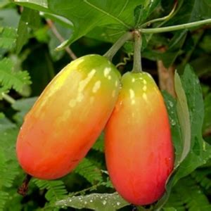 Coccinia grandis | oroseeds