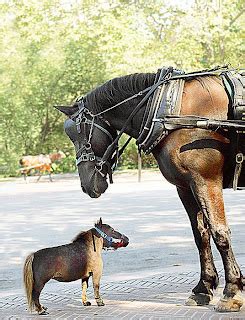 The World's Smallest Horse The Phenomena and Unexplained Mysteries In The World