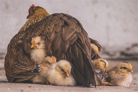 Free picture: Adorable domestic chicken with hen feeding