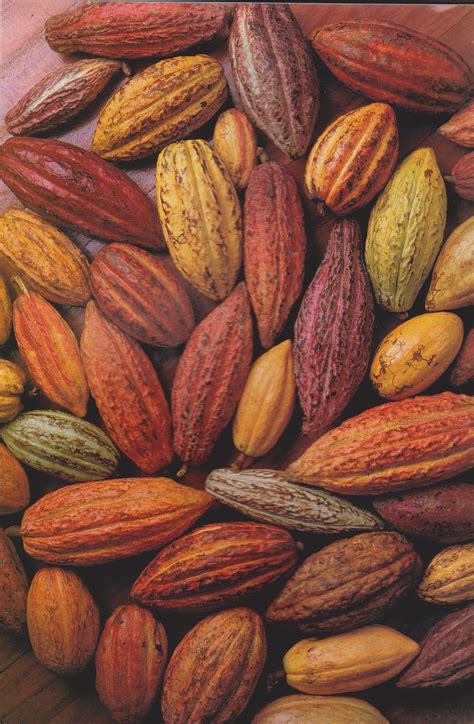 What is Fair Trade? | Barkeater Chocolates