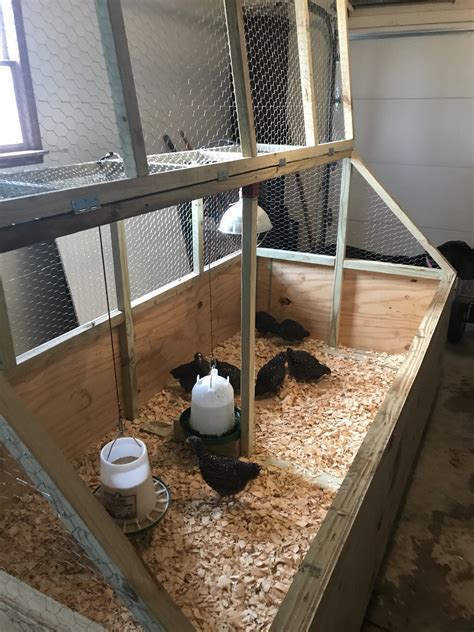 large brooder box backyard chickens learn   raise chickens