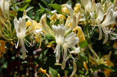 Pictures Of Honeysuckle - markanthonystudios.net