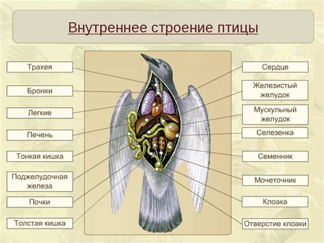 Приспособление птиц к полёту.Предложений 4-5. - Школьные Знания.com