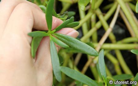 Shoreline Purslane - Sesuvium portulacastrum