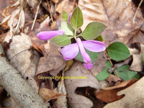 APPALACHIAN TRAIL WILD FLOWERS AND SELECTED PLANTS - OUTDOORS INSPIRED