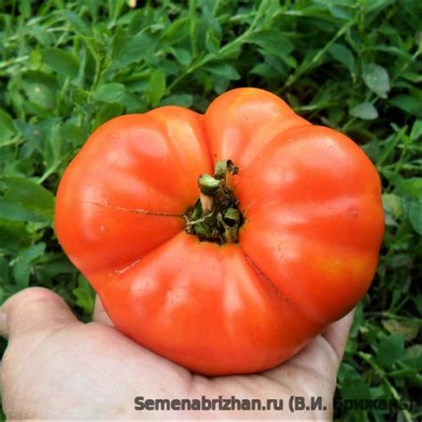 Мау-Фей - Интернет-магазин - Семена Брижань