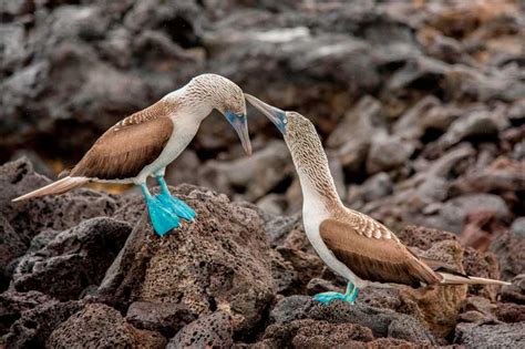 Flora Y Fauna De Las Islas Galapagos