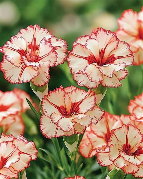 carnation dianthus caryophyllus  vibrant eye catching