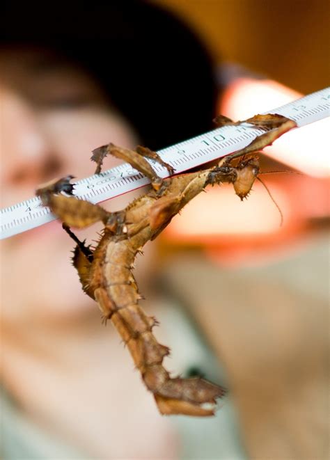Fotos: Zoológicos da Alemanha fazem inventário de animais - 16/01/2014