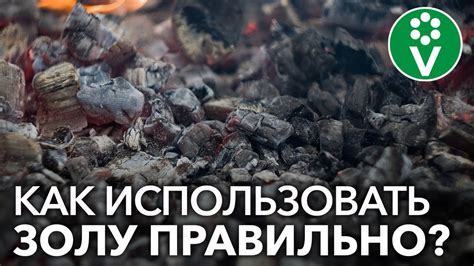 ЗОЛА СОВСЕМ НЕ БЕЗВРЕДНА! Как правильно применять золу в саду и огороде ...