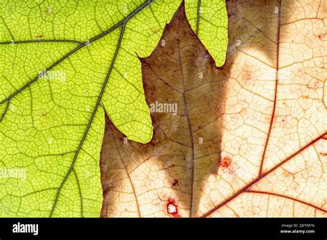 Background photo of dried leaves Stock Photo - Alamy