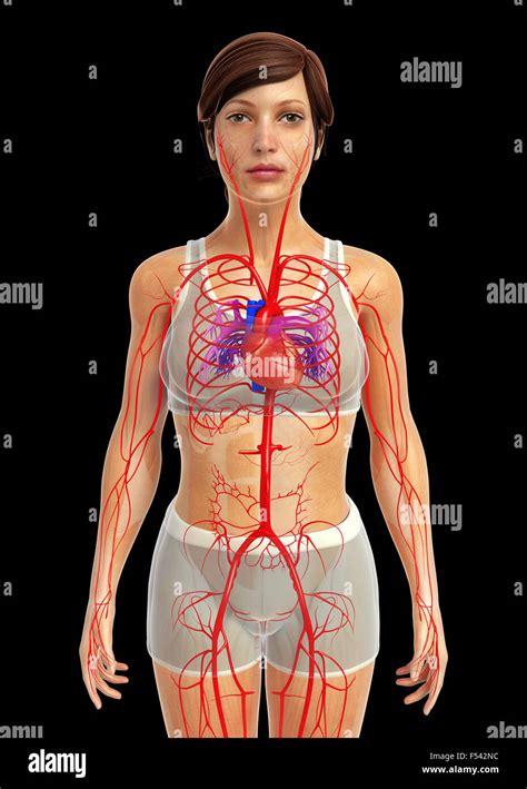 3d rendered illustration of human body anatomy Stock Photo - Alamy