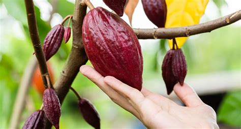 History of Cocoa - Nogih Chocolates