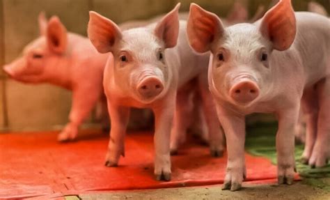 transgenic pigs exhibit excellent digestion  high fiber diets crop