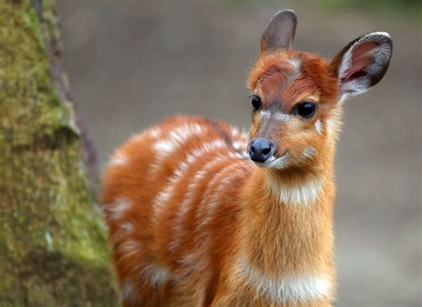 What's this? Curious baby antelope explores home Nature Animals, Baby ...