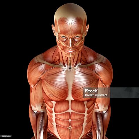 Anatomia Masculina Fotos Reais - Foto de 3 D Render De Um Masculino Anatomia Muscular e mais fotos de ...