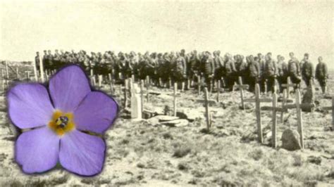 Natalijina ramonda - "cvet feniks" sa Kajmakčalana