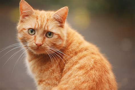 Discovering The Enigmatic World Of El Gato