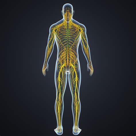 Body nerves lymph model - TurboSquid 1217418