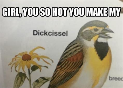 Ornithology 101 : r/Memes_Of_The_Dank