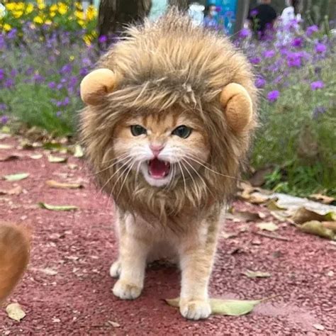 Cat hat, Turn Your cat into a Brave Lion, Very Cute, Philippines | Ubuy