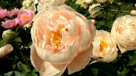 Peony 2017, Pastelegance, Пионы год 17й, Пастелеганс - YouTube